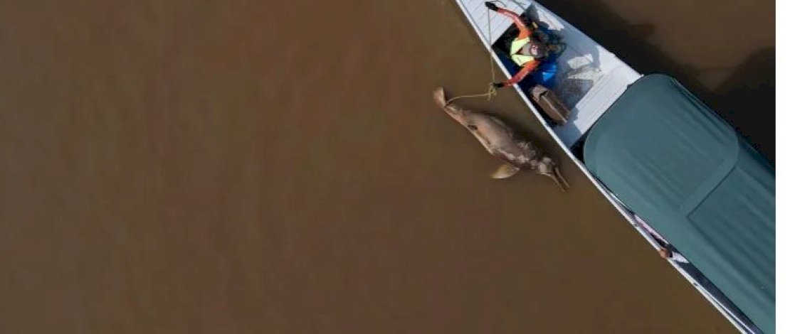 Seekor lumba-lumba Amazon yang sudah mati di pertemuan Danau Tefe dan Sungai Solimoes di Tefe, negara bagian Amazonas, Brasil, pada tanggal 1 Oktober 2023 [Bruno Kelly/AP Photo]