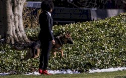 Lagi-lagi Telan Korban, Anjing  Milik Joe Bidden Kembali  Lukai  Pegawai Gedung Putih