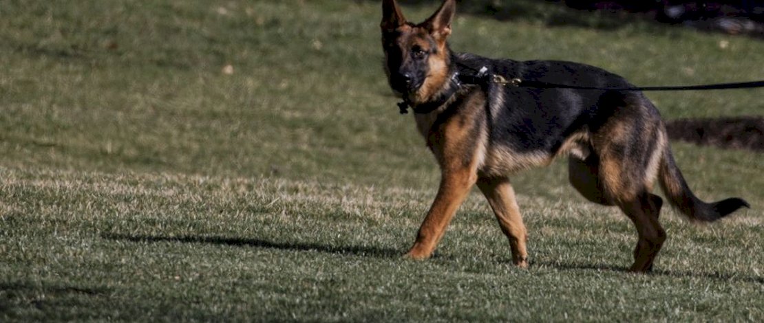 Mengenal German Shepherd, Anjing Milik Keluarga Presiden Joe Biden yang Penuh Kontroversi