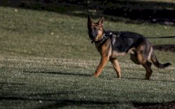 Mengenal German Shepherd, Anjing Milik Keluarga Presiden Joe Biden yang Penuh Kontroversi