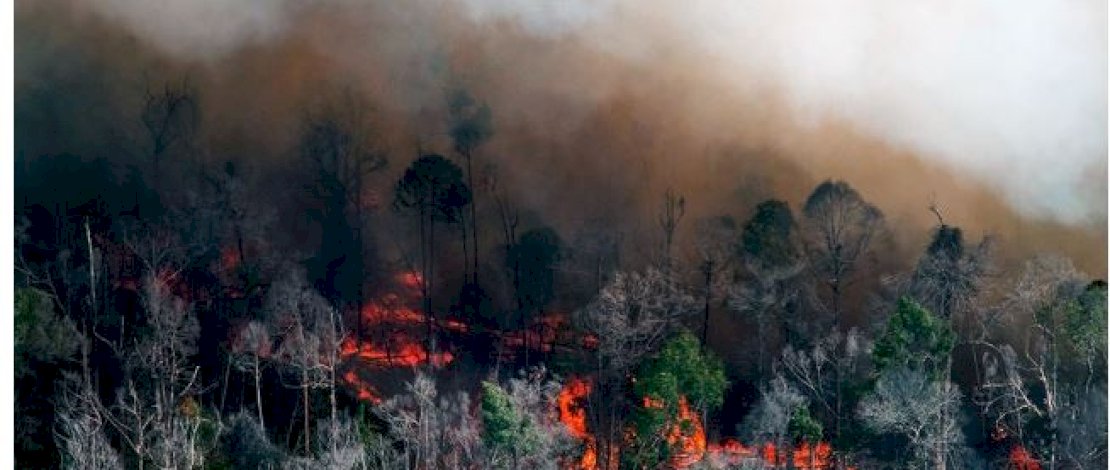 ilusatrasi kebakaran hutan ilusatrasi kebakaran hutan