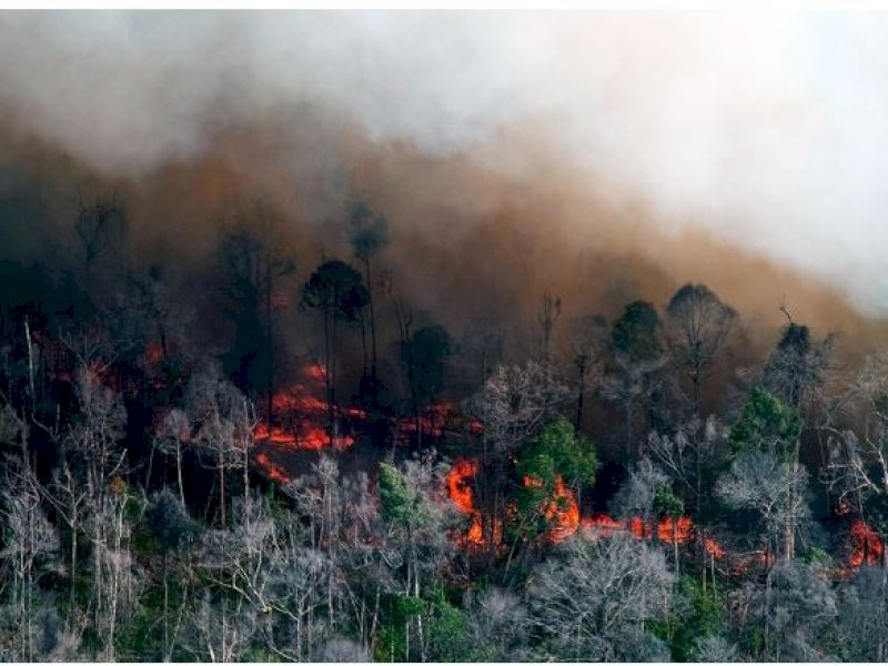 Kebakaran di Riau Meluas Jadi 124 Titik, Kabut Asap Selimuti Kota Dumai