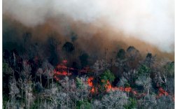 Imbas Kebakaran Hutan, BPS Ungkap Banyak Pesawat Gagal Terbang 