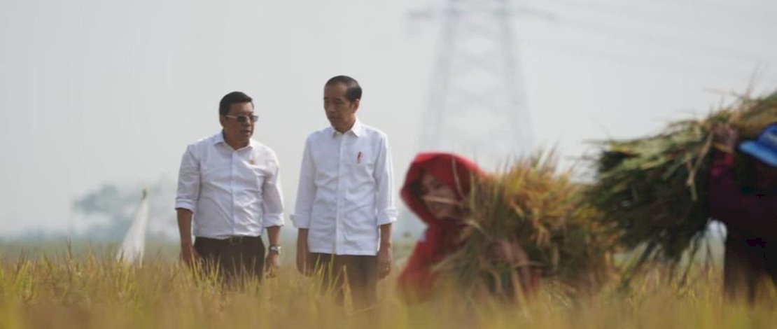 Presiden Jokowi dan Plt Mentan Panen Padi di Subang, Dorong Produksi Pangan Nasional