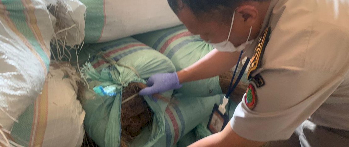 Karantina Makassar melakukan sertifikasi terhadap 27 ton sapu lidi.