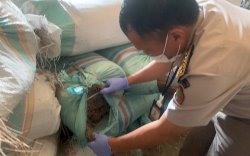 Perdana, Karantina Makassar Sertifikasi 27 Ton Sapu Lidi Tujuan Cina