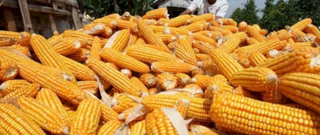 Selain Beras , Pemerintah Bakal Impor Jagung 500 Ribu Ton