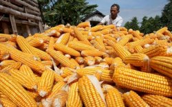 Selain Beras , Pemerintah Bakal Impor Jagung 500 Ribu Ton