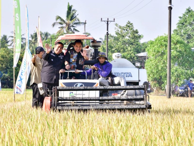  Di Tengah El Nino Petani  Maros Tetap Panen Raya 9.65 Ton, Pj Gubernur Senang