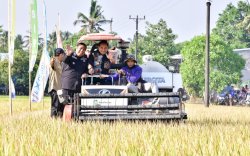  Di Tengah El Nino Petani  Maros Tetap Panen Raya 9.65 Ton, Pj Gubernur Senang