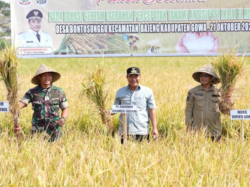 Petani Sulsel Tangguh di Tengah El Nino: Setelah Maros, Gowa Juga  Panen Raya