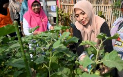 Panen Sayur di Maccini Sombala, Sofha Marwah Bahtiar Apresiasi Lorong Binaan PKK Makassar