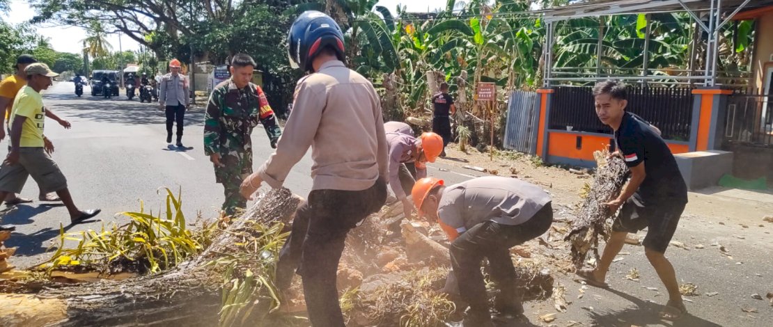 Bahayakan Warga dan Pengguna Jalan, Tim SAR Brimob Bone Evakuasi Pohon Lapuk Bahayakan Warga dan Pengguna Jalan, Tim SAR Brimob Bone Evakuasi Pohon Lapuk