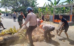Bahayakan Warga dan Pengguna Jalan, Tim SAR Brimob Bone Evakuasi Pohon Lapuk