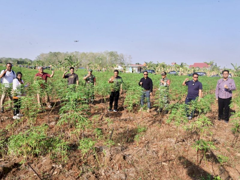 Pj Gubernur Sulsel Tinjau 23 Hektar Lahan Percontohan Budidaya Pisang dan Nanas di Pattallasang Gowa