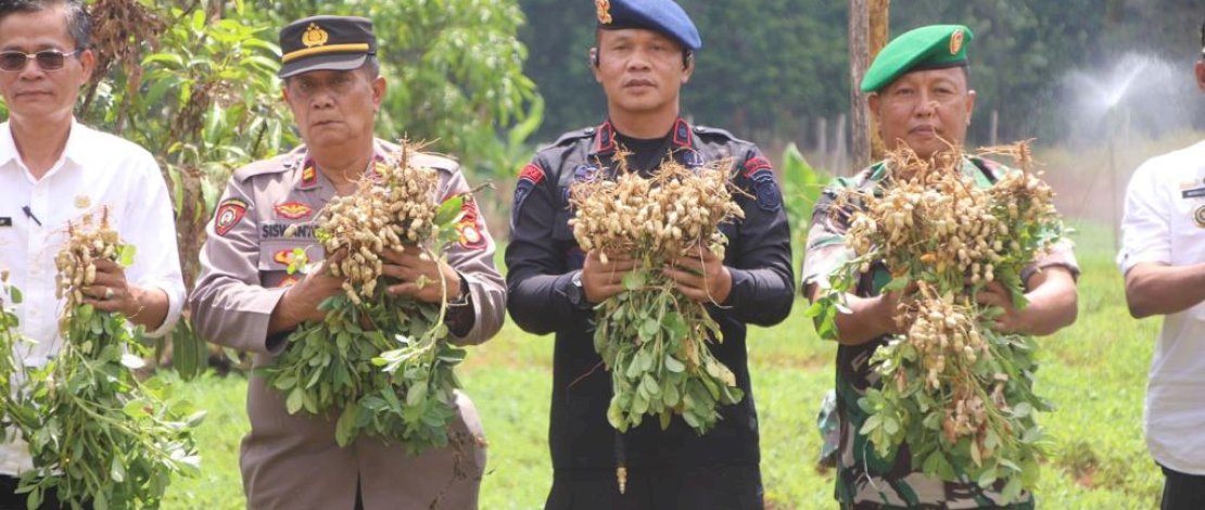 Komandan Batalyon (Danyon) C Pelopor Sat Brimob Polda Sulsel, Kompol Nur Ichsan, S.Sos., M.Si ikut memanen kacang, yang dilaksanakan di Desa Lampoko, Kecamatan Barebbo, Kabupaten Bone, Provinsi Sulawesi Selatan, Rabu (1/11/2023). Komandan Batalyon (Danyon) C Pelopor Sat Brimob Polda Sulsel, Kompol Nur Ichsan, S.Sos., M.Si ikut memanen kacang, yang dilaksanakan di Desa Lampoko, Kecamatan Barebbo, Kabupaten Bone, Provinsi Sulawesi Selatan, Rabu (1/11/2023).
