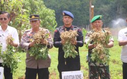 Tindizzz di Tengah El Nino, Danyon Ichsan Pimpin Panen Kacang di Bone