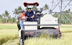 Petani Pinrang Pesta Panen Padi di Musim Kemarau, Pj Gubernur Optimistis Surplus 2 Juta Ton Beras Tercapai