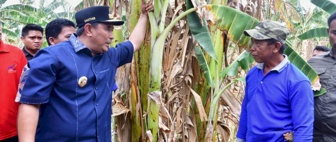 Pj Gubernur Sulsel, Bahtiar Baharuddin, meninjau Kawasan Pengembangan Hortikultura Kampung Pisang, di Dusun Bottae, Desa Makkawaru, Kecamatan Mattiro Bulu, Kabupaten Pinrang.