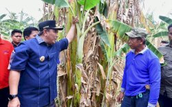 Kunjungi Kampung Pisang di Pinrang, Pj Gubernur Bahtiar Perlihatkan Cara Cepat Perbanyak Anakan
