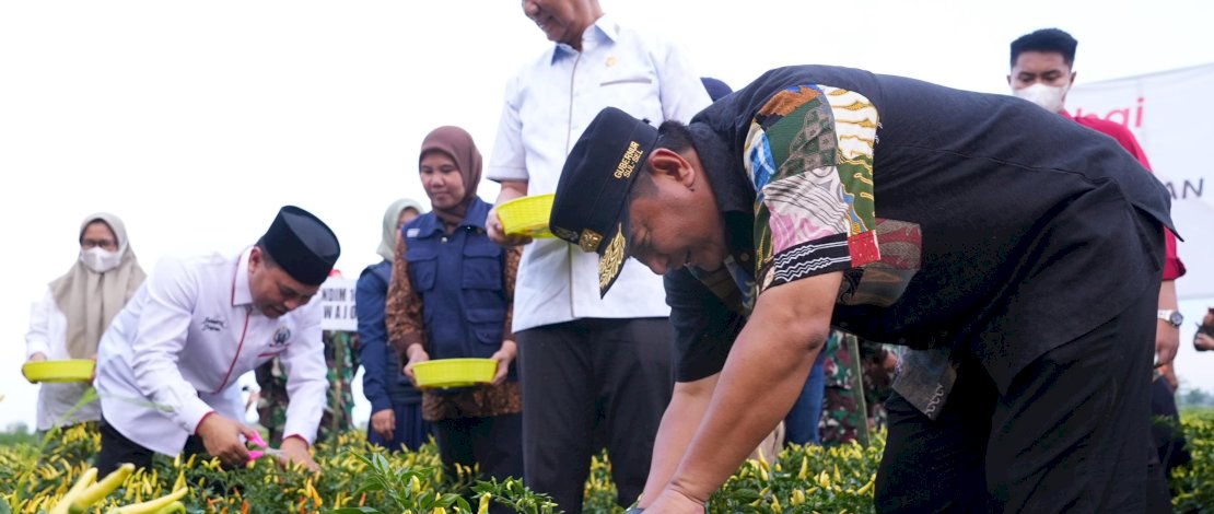 Bagian Upaya Tekan Inflasi, Pemprov Sulsel dan Pemkab Wajo Kompak Panen Raya Cabe