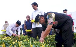 Bagian Upaya Tekan Inflasi, Pemprov Sulsel dan Pemkab Wajo Kompak Panen Raya Cabe