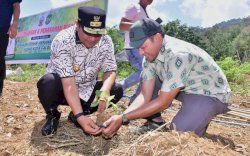 Pemkot Palopo Siapkan 48 Hektar Lahan untuk Budidaya Pisang