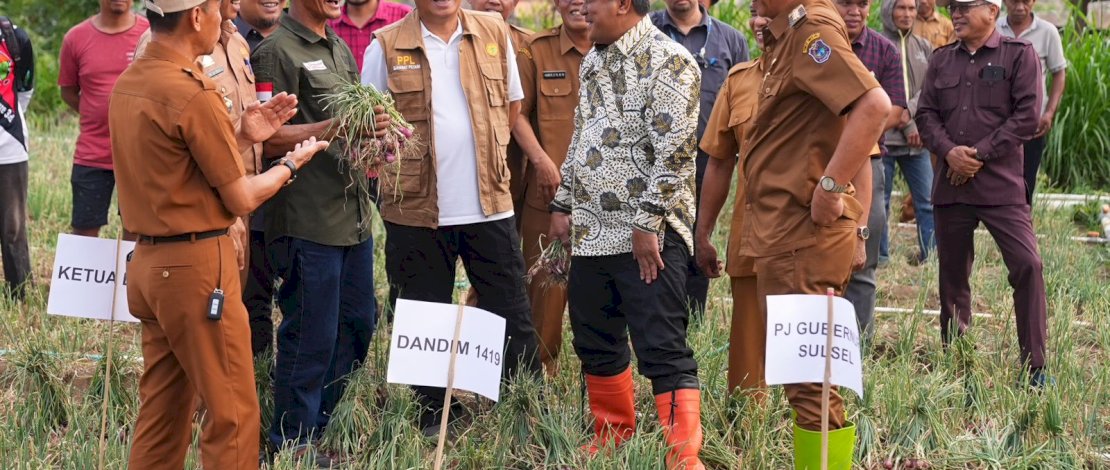 Pj Gubernur Bahtiar (ujung kiri) saat  panen raya bawang merah, di Enrekang Selasa, 7 November 2023.