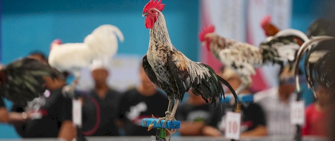 Sejarah Ayam Ketawa yang Ingin Dijadikan Khas Sulsel, Kisahnya Tak Seperi Sekarang
