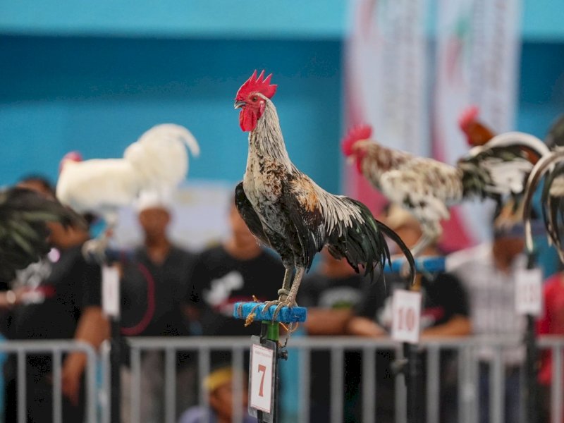 Sejarah Ayam Ketawa yang Ingin Dijadikan Khas Sulsel, Kisahnya Tak Seperi Sekarang