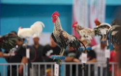 Sejarah Ayam Ketawa yang Ingin Dijadikan Khas Sulsel, Kisahnya Tak Seperi Sekarang