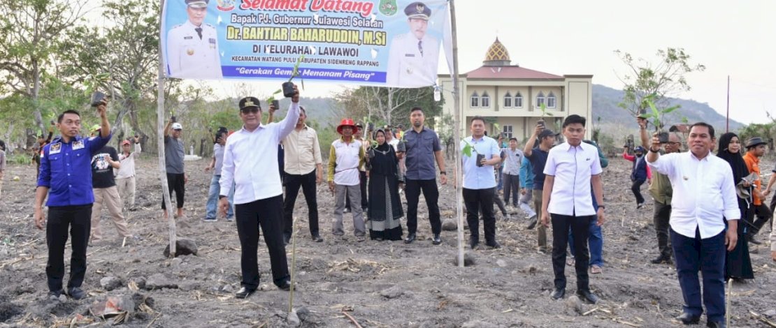 Penanaman pisang di Kampung Datae, Kelurahan Lawawoi, Kecamatan Watang Pulu, Kabupaten Sidrap, Sabtu, 11 November 2023.