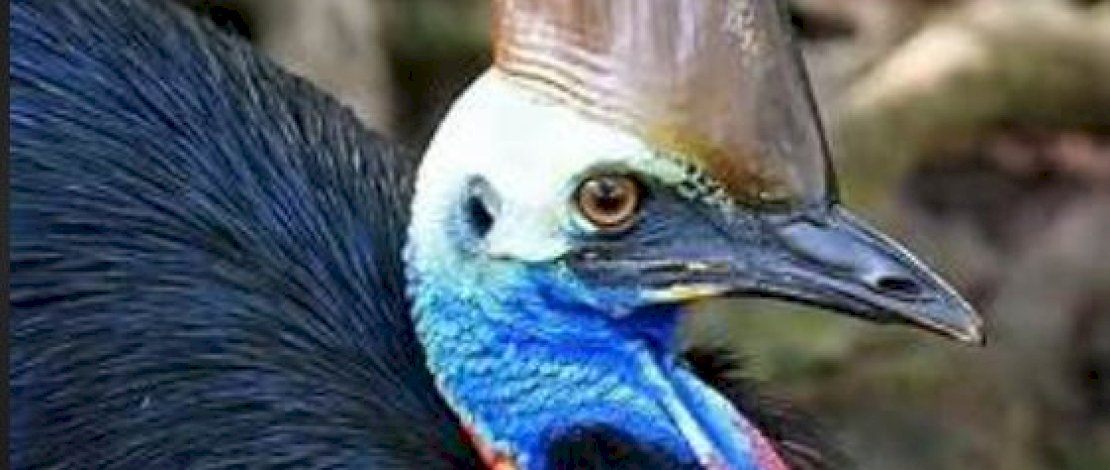 Burung Paling Berbahaya di Dunia&nbsp;&nbsp;Muncul Secara Tiba-tiba di Australia, Masyarakat Heboh