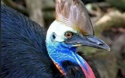 Burung Paling Berbahaya di Dunia&nbsp;&nbsp;Muncul Secara Tiba-tiba di Australia, Masyarakat Heboh