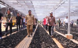 Jutaan Bibit Pisang Cavendish Dilaunching di Pusat Pembibitan Unhas