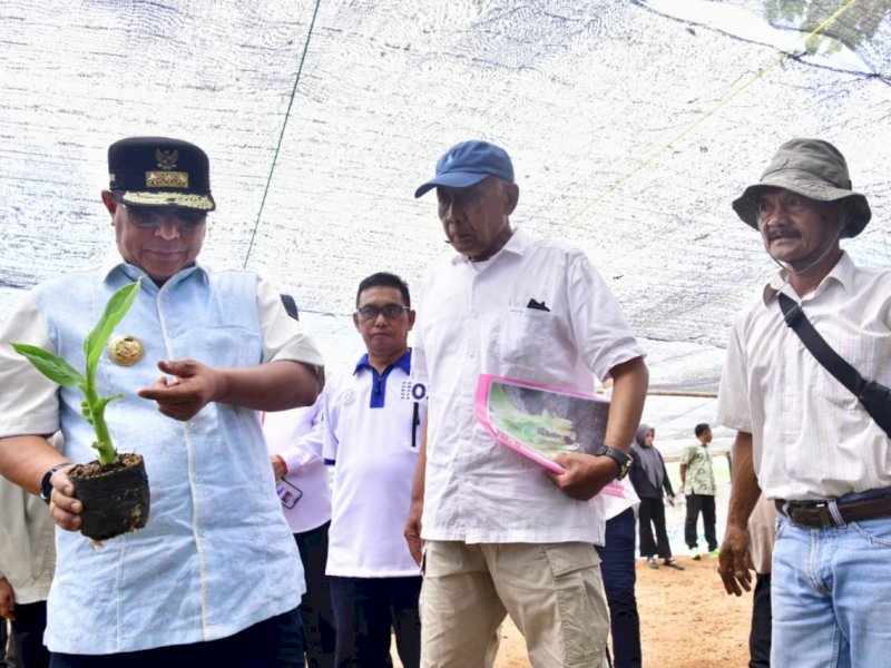 Buka Lapangan Kerja Baru, Warga Mare Dipekerjakan di Sentra Pembibitan Pisang Cavendish Bone