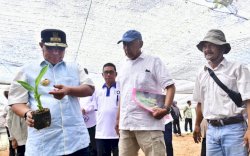 Buka Lapangan Kerja Baru, Warga Mare Dipekerjakan di Sentra Pembibitan Pisang Cavendish Bone
