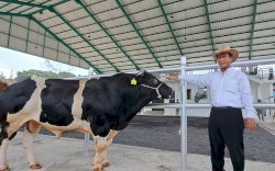 Mentan Amran Pacu Produktivitas Semen Beku untuk Tingkatkan Populasi Ternak