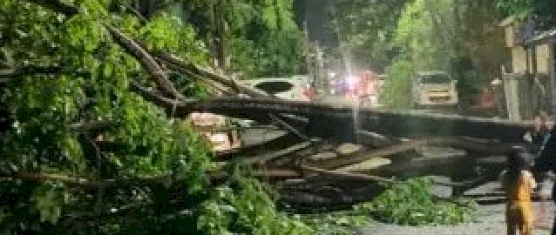 Sebuah pohon berukuran besar di Jalan Gunung Batu Putih, Kecamatan Makassar, Kota Makassar, tumbang.