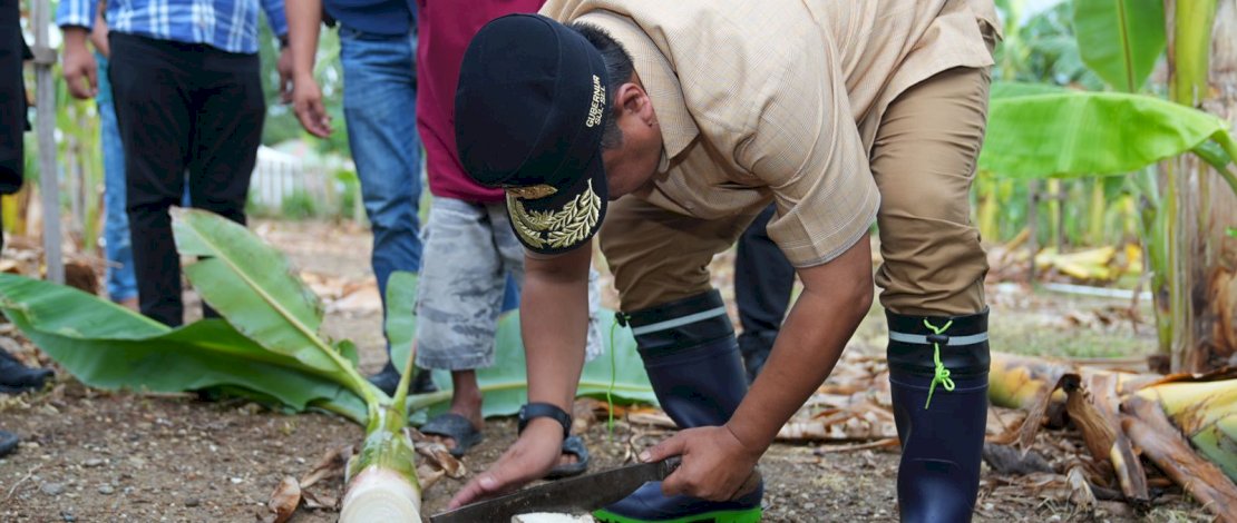 Tanam Beragam Jenis Hortikultura, Pj Gubernur Bahtiar Kunjungi Desa Damai di Sidrap