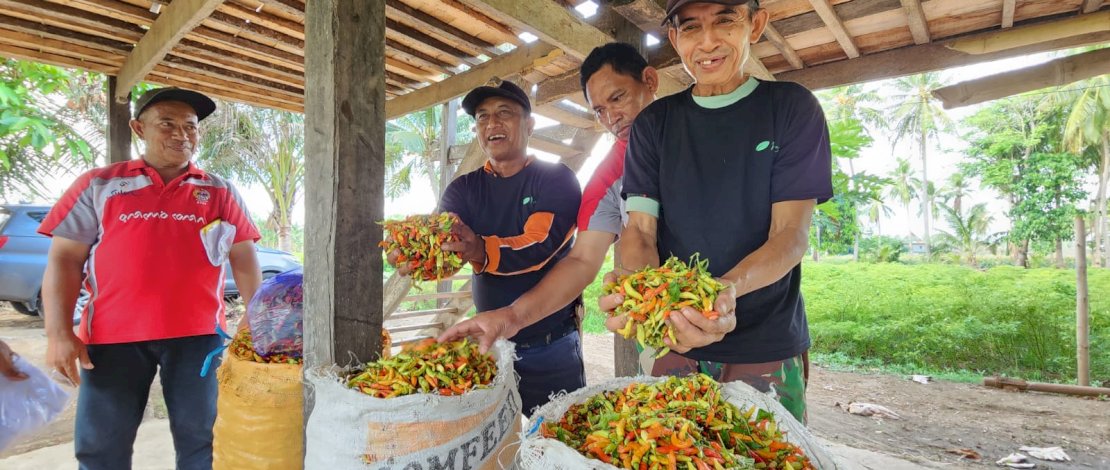 Produksi cabai saat ini masih dalam level aman jika dibandingkan dengan kebutuhan konsumsi.