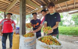 Pantau Produksi, Kementan Stabilkan Harga Cabai di Akhir Tahun