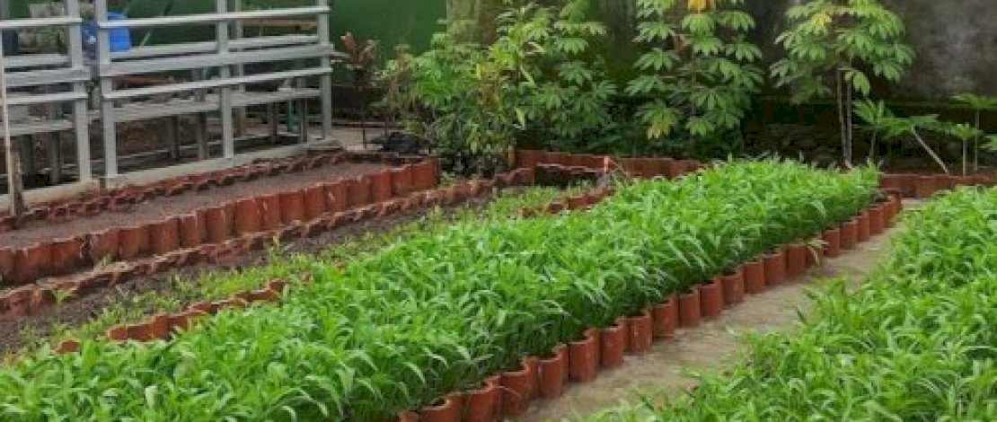 Kawasan penanaman sayur di lorong wisata Lisbon.