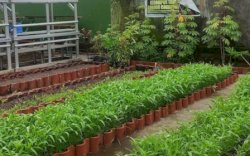 Lorong Wisata Lisbon, Miliki 12 Jenis Varietas Mangga Sejak Tahun 1980