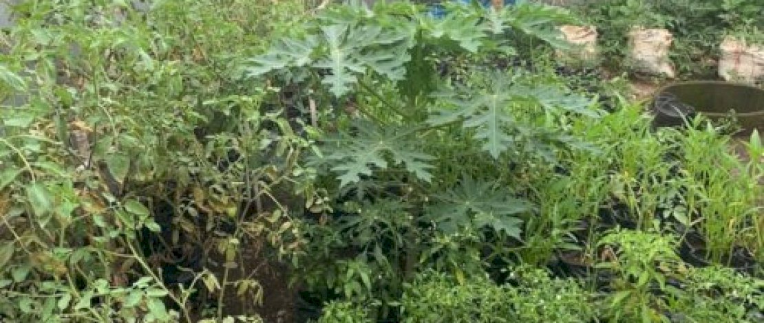 Lorong wisata Tamalate dilengkapi dengan green house.