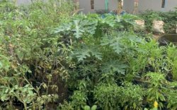 Dilengkapi Green House, Warga Budidaya Aneka Sayuran di Longwis Tamalate