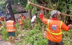 Cegah Pohon Tumbang, Pemerintah Kecamatan Makassar Lakukan Pemangkasan