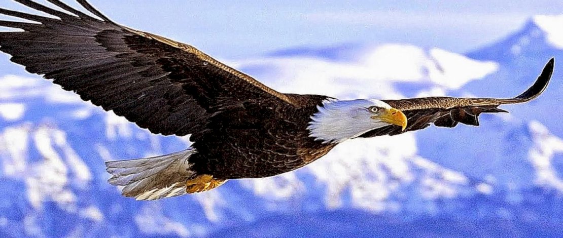 Ilustrasi burung elang sedang terbang