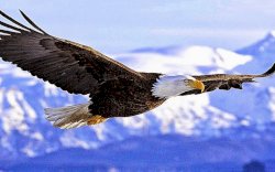 Ribuan Burung Raptor Siberia yang Mematikan Migrasi ke Indonesia,Kok Bisa?
