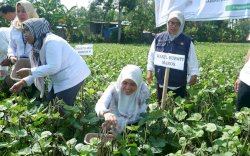 Wabup Maros Hj Suhartina Bohari Bersama Pihak Kementan RI Hadiri Gerakan Panen Koorporasi Kacang Hijau
